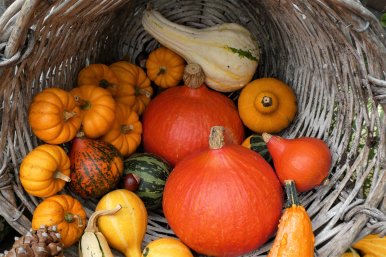 Harvest Basket